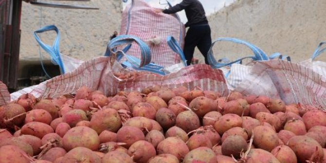 Yerli patates tohumu 'Onaran 2015' satışa sunuldu