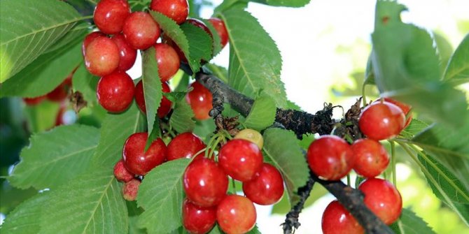 Eldivan kirazı tezgaha çıkmak için gün sayıyor