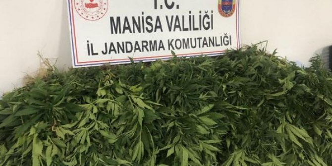 Tarlasında yetiştirdiği Hint kenevirlerini sularken yakalandı