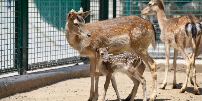 Dünyanın en güzel yavruları Başkent’te dünyaya gözlerini açtı