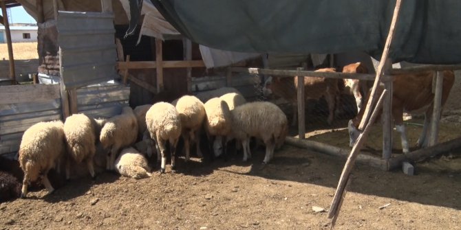Ağıla girip 22 koyunu öldüren kurtlar mahalleliyi tedirgin etti