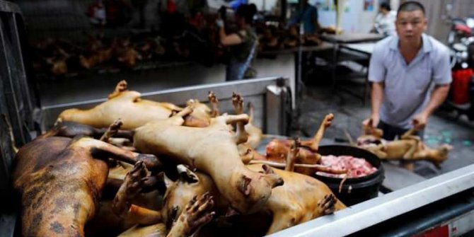 Çin akıllanmıyor: Köpek eti festivali başladı