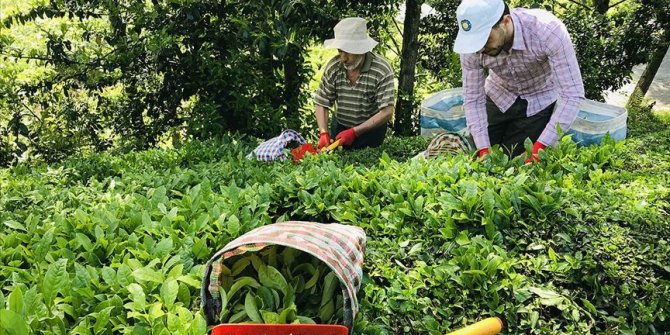 ÇAYKUR yaş çay budama bedellerini üretici hesaplarına aktardı