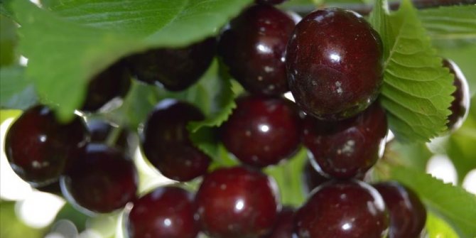 Avrupalı kozmetik firmalarının tercihi Afyonkarahisar kirazı