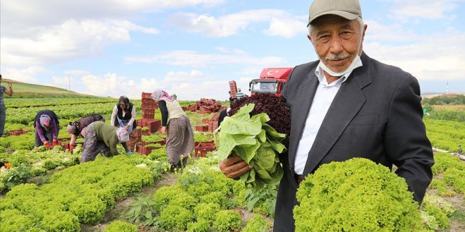 Sebze yetiştiriciliği yapan 74 yaşındaki İzzet amca azmiyle örnek oluyor