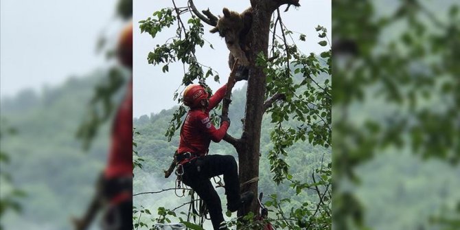 Rize'de çıktığı ağaçta mahsur kalan ayı AKUT ekiplerince kurtarıldı