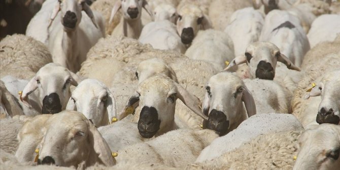 Kurban Bayramı öncesi mezbahalara "koronavirüs" ayarı
