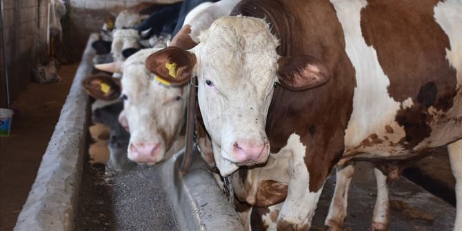 1 ton 200 kilogramlık 'Paşa' alıcısını bekliyor