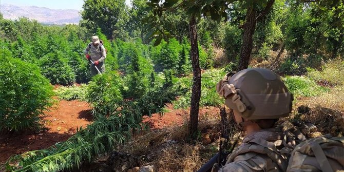 Terör örgütü PKK Doğu ve Güneydoğu'da vatandaşları uyuşturucu üretimine teşvik etmiş