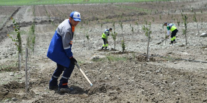 Altındağ'ın meyve ormanı yeşillenmeye başladı