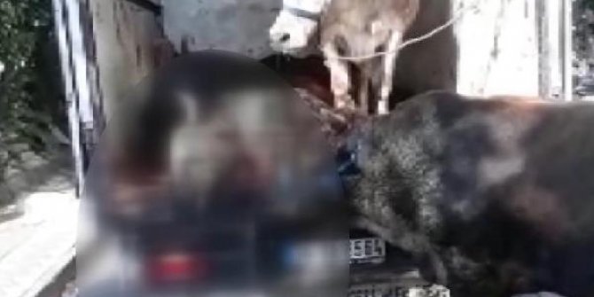 Sultangazi'de kapalı kasa kamyonette havasız kalan 4 kurbanlık öldü