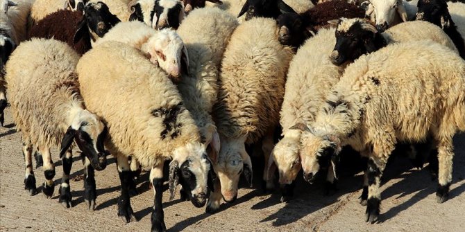 Tarım ve Orman Bakanlığından 'kurban rehberi'