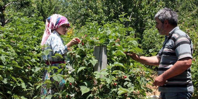 Ahudududa hasat verimli başladı