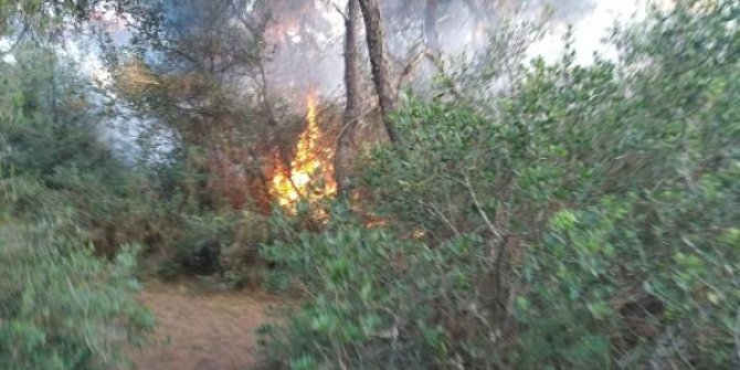 Büyükada'da ormanlık alanda yangın