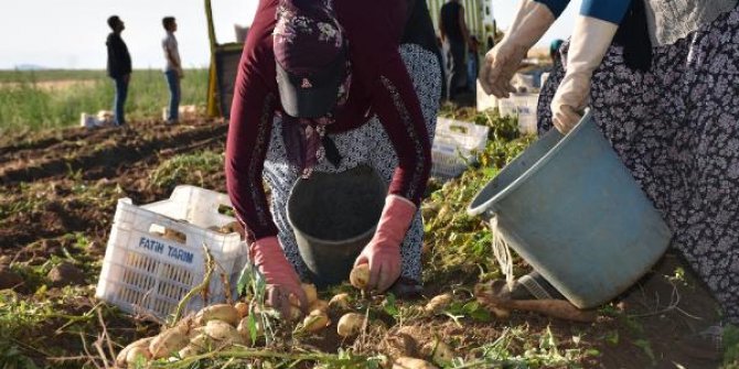 Niğde'de patates hasadı başladı