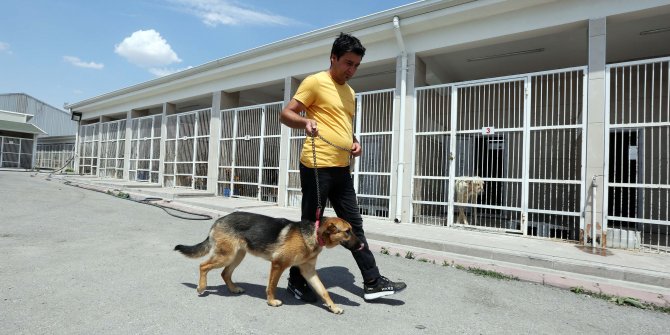 58 sahipsiz hayvana yeni yuva 