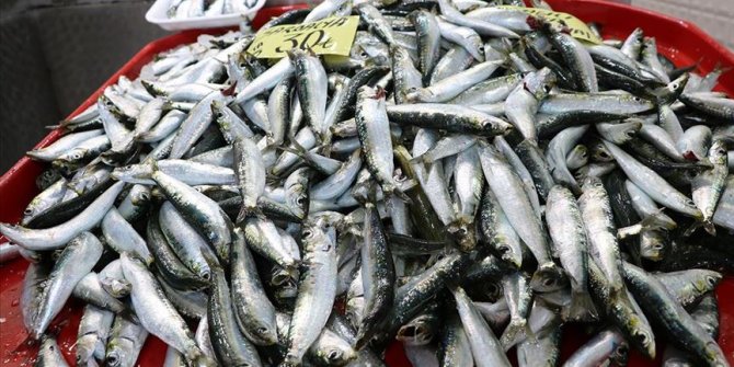 Oltayla yakalanan 'sardalya' av yasağı döneminde tezgahları süslüyor