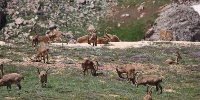 Tunceli'de yaban keçisi ihalesi iptal edildi