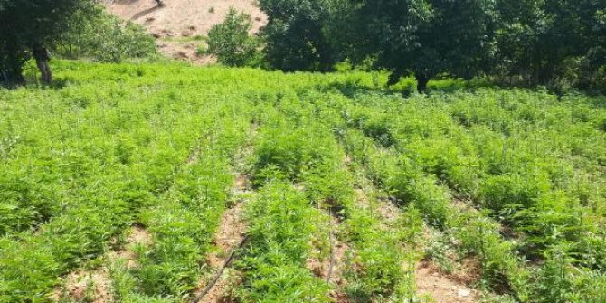 Bingöl ve Diyarbakır'da 10 milyon kök kenevir ele geçirildi
