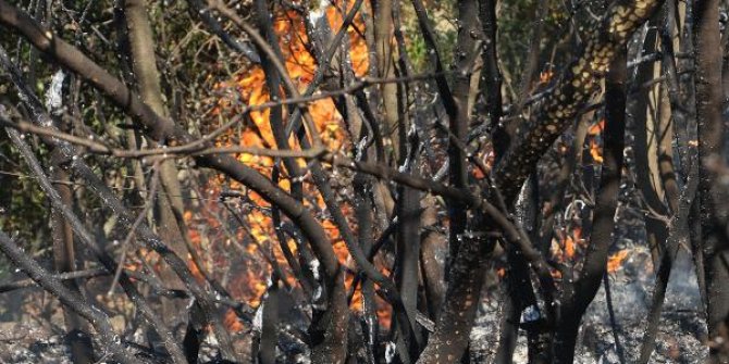 Manisa’da orman yangını