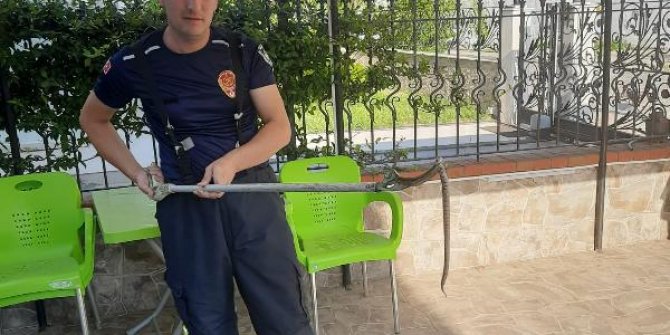 Evin ayakkabılığına giren zehirli yılanı itfaiye ekipleri yakaladı