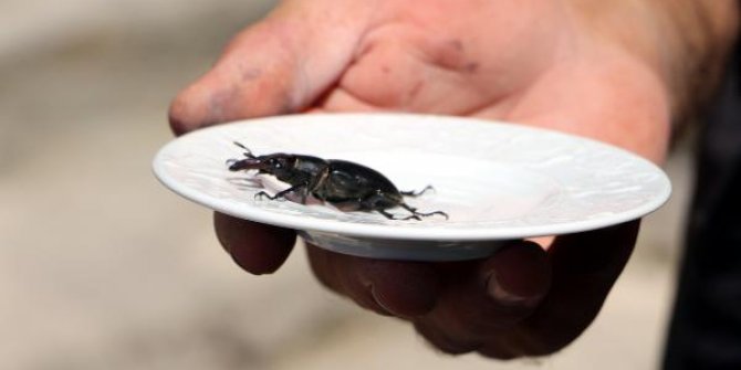 Tokat'ta 'geyik böceği' bulundu