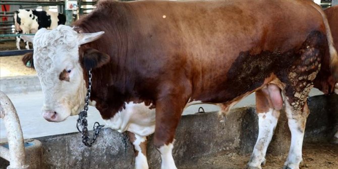 Edirne'de bir tonluk boğa 'Pehlivan' 28 bin liraya satıldı