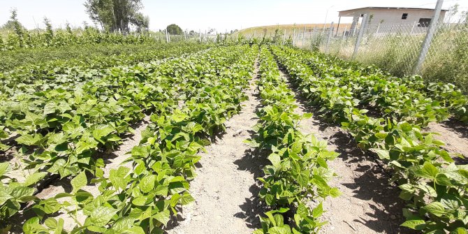 İlk mahsüller toplanıyor hasat başladı