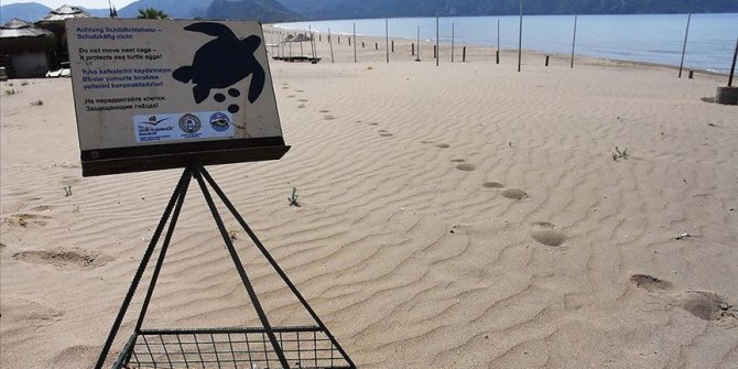 İztuzu Plajı'nda caretta caretta yuvası sayısı 661'e ulaştı