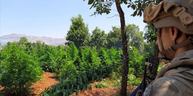 Diyarbakır'da 5 milyon 134 bin kök kenevir ve 1,5 ton esrar ele geçirildi