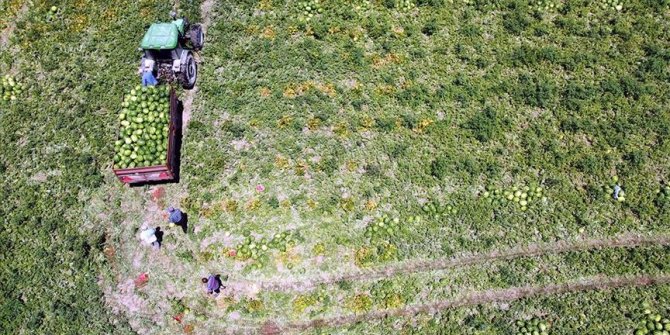 Bafra Ovası'nda üretilen karpuz tarladayken alıcı buluyor