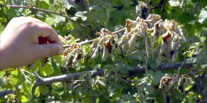 Giresun'da fındık işçisinin günlük yevmiyesi asgari 100 lira olacak