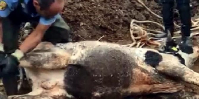 Su kuyusuna düşen ineği, itfaiye kurtardı