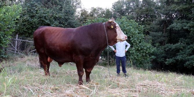 Kırklareli'nde 1 ton 800 kilogramlık 'Kocaman' alıcısını bekliyor