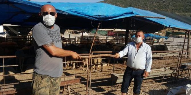 Bodrum'da kurban pazarında ip ve değnekli pazarlık