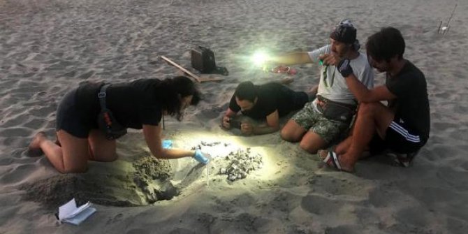 Patara Plajı'nda, caretta caretta yuva rekoru