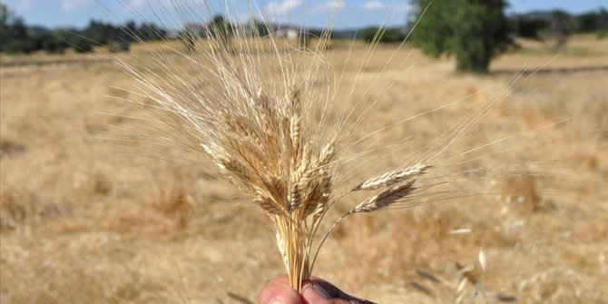 Buğdayın atası 'siyez'de hasat başladı