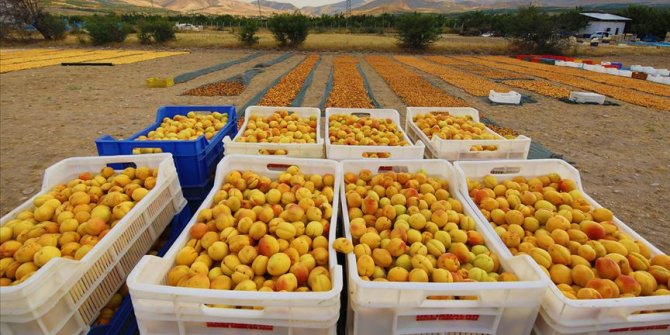 TMO'nun kayısı alımına başlaması Malatya'da sevinçle karşılandı