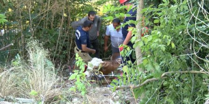 Üsküdar'da yamaçtan düşen kurbanlığı itfaiye kurtardı