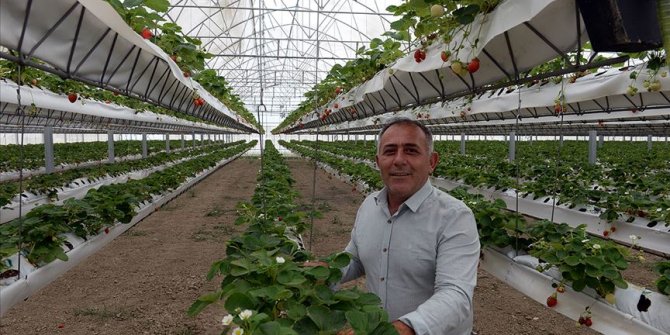 Topraksız serada 110 ton çilek hasat etmeyi bekliyor