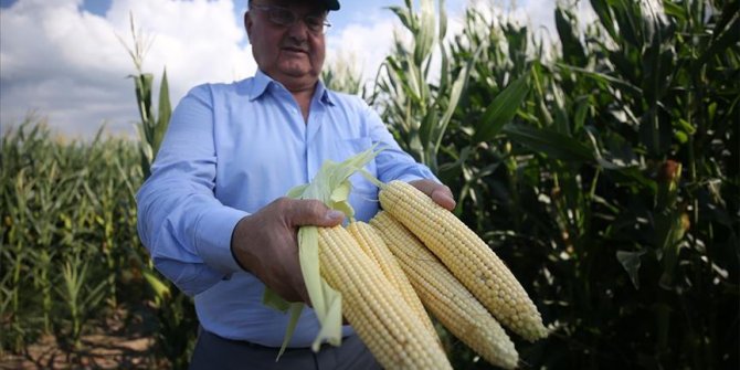 120 dönüm araziye ektiği mısırla belediyeye ek kaynak oluşturacak