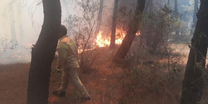 Kartal Aydos'ta ormanlık alanda yangın
