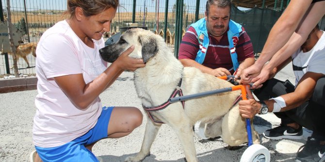 Engelli dostlara yaşam desteği