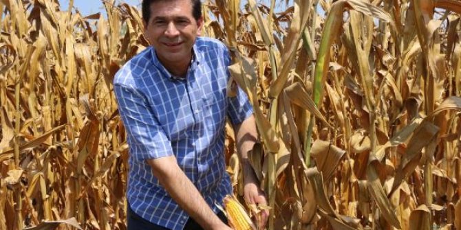 Adana'da mısır hasadı başladı