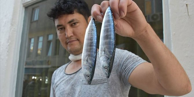 Karadeniz'de oltalara takılan palamutlar balıkçıları umutlandırdı