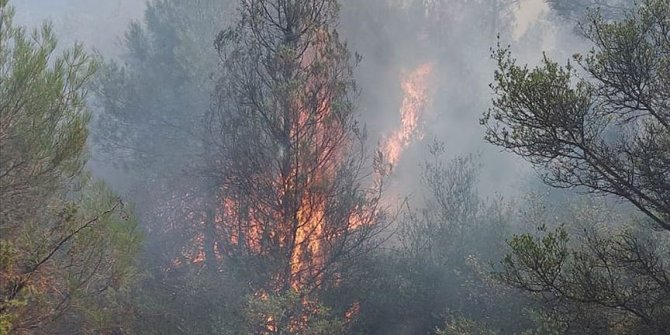 Sakarya'da orman yangını çıktı