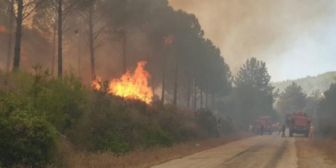 Osmaniye'de orman yangını