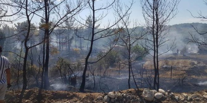 Söndürülmeyen mangal ateşi, ormanı yaktı