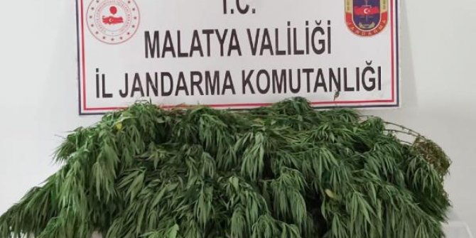 Malatya'da 5 bin 500 kök Hint keneviri ele geçirildi