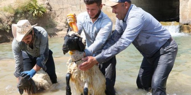 Hakkari'de kuzuları şampuanla yıkayıp şenliğe hazırladılar